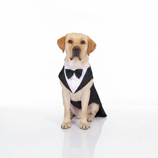 Dog Tuxedo