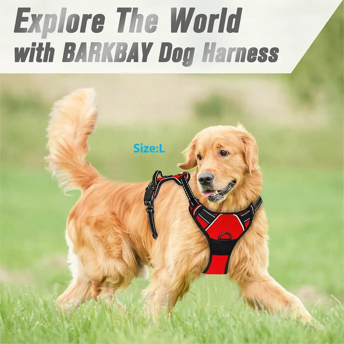 Standard Harness