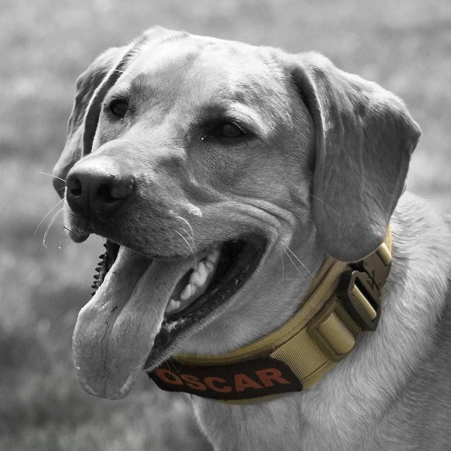 Military Dog Collar