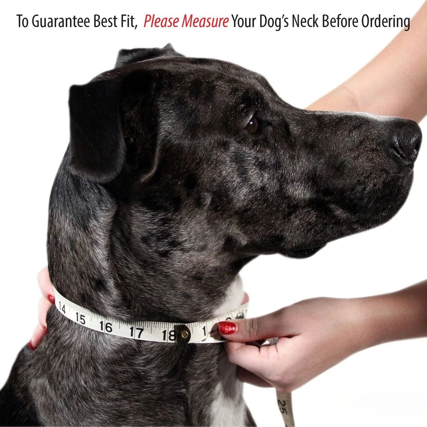 Personalized Name Carved Dog Collar