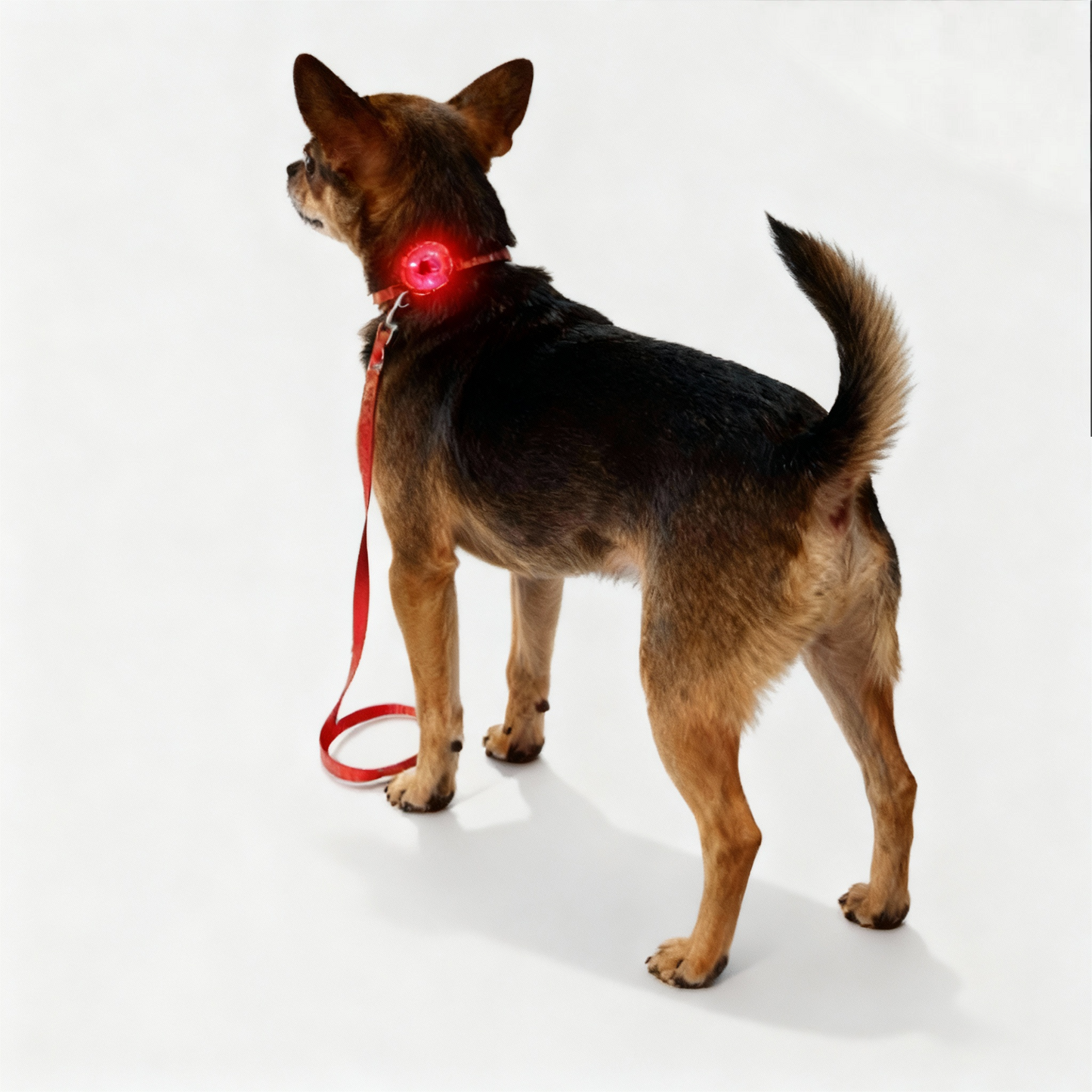 Dog LED Lights
