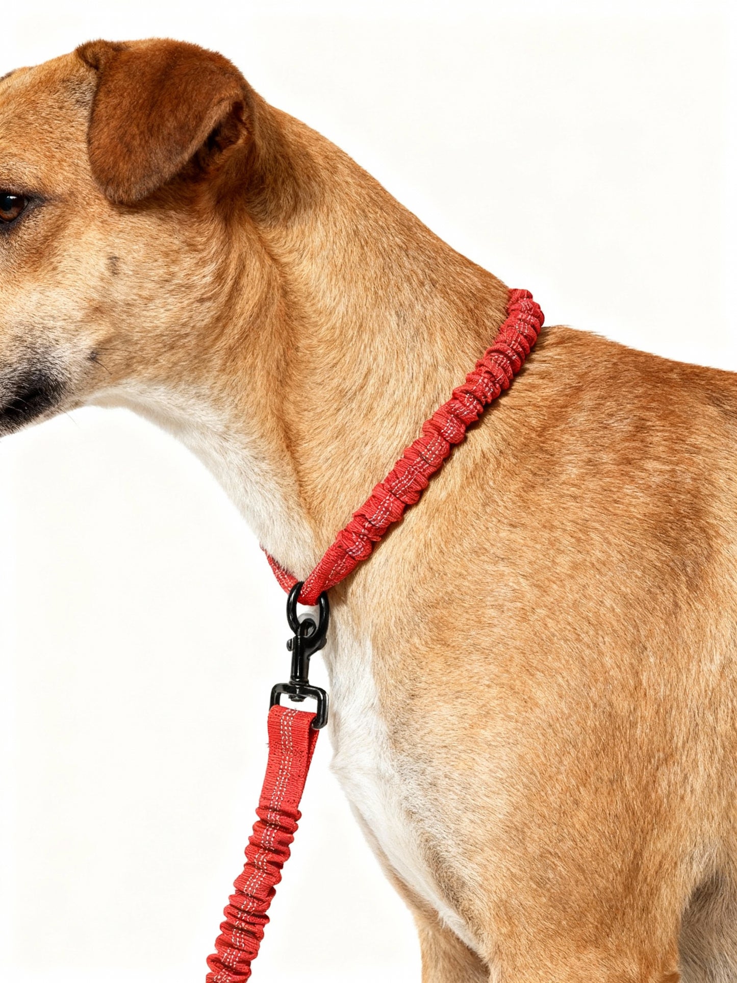 Dog Double Leashes Pet